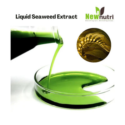 Organic 12% Liquid Seaweed Extract Fertilizer Without Flocculation